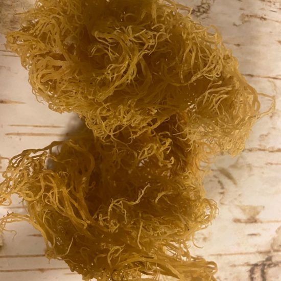 Wholesale Gold Premium Sea Moss